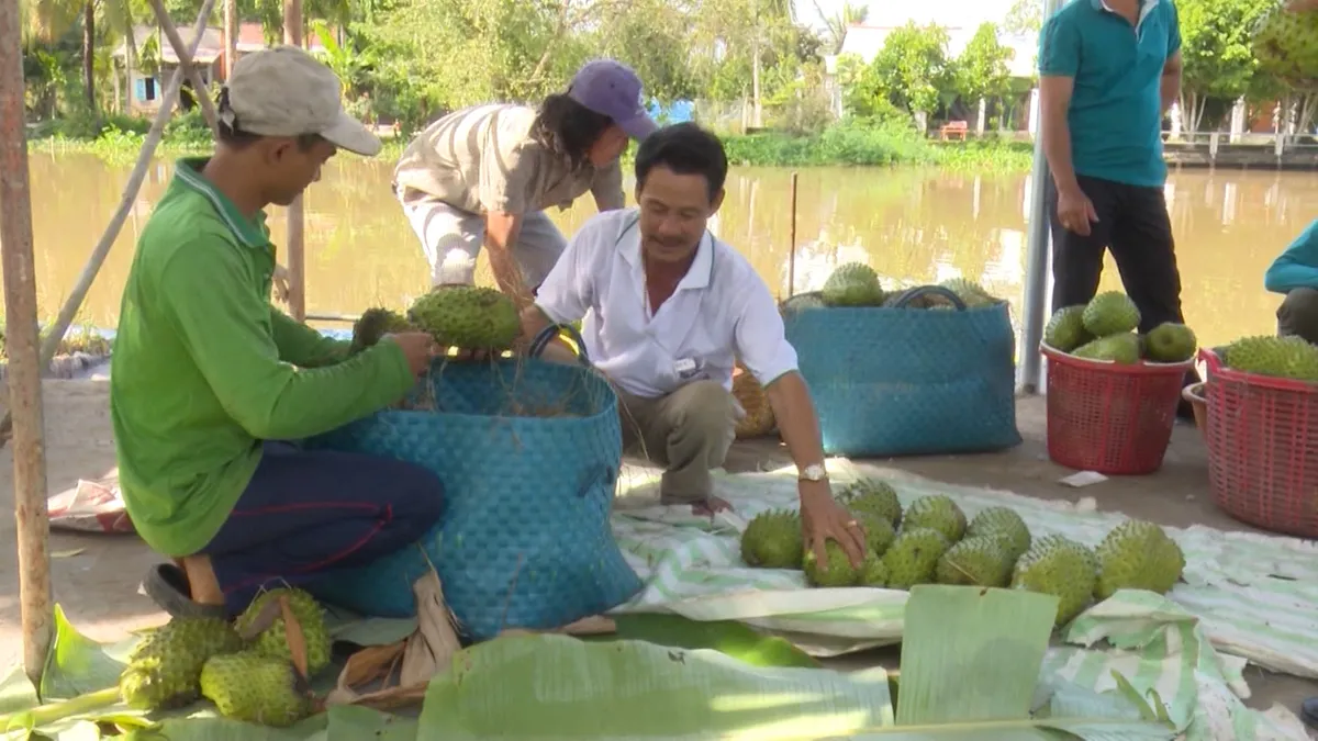 Nhà vườn Hậu Giang trúng mùa mãng cầu xiêm