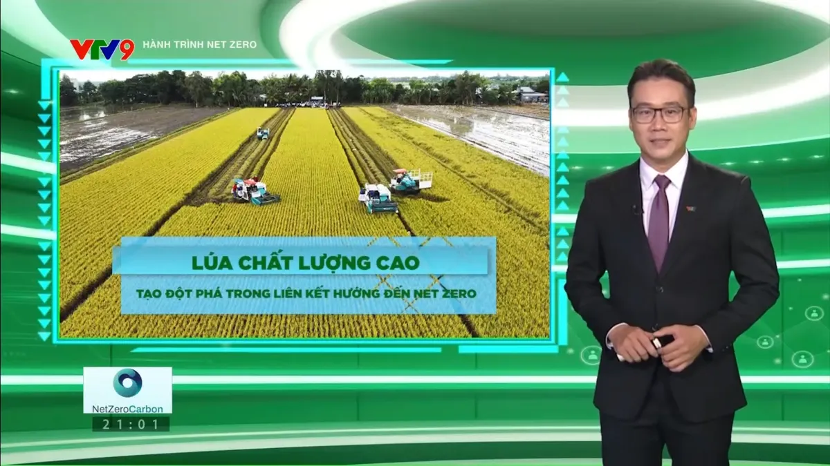 Hành trình Net Zero: Lúa chất lượng cao - Tạo đột phá trong liên kết hướng đến Net Zero