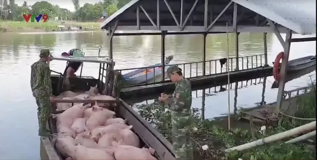 An Giang: Gian nan ngăn chặn heo nhập lậu