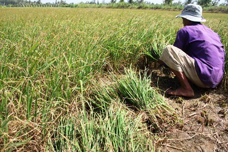 ĐBSCL triển khai nhiều giải pháp khẩn trương ứng phó với hạn mặn