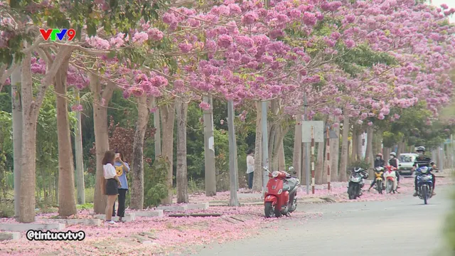 Lãng mạn sắc hoa kèn hồng