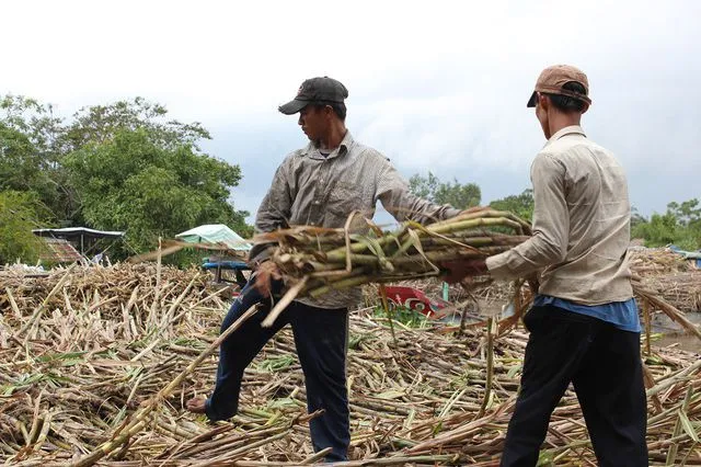 Nông dân ĐBSCL với nỗi lo không bán được mía