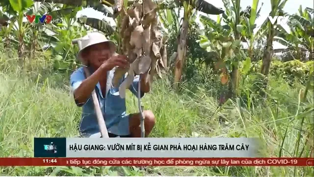 Hậu Giang: Vườn mít bị kẻ gian phá hoại