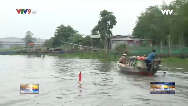 Nghề săn cá cơm trên sông Hậu