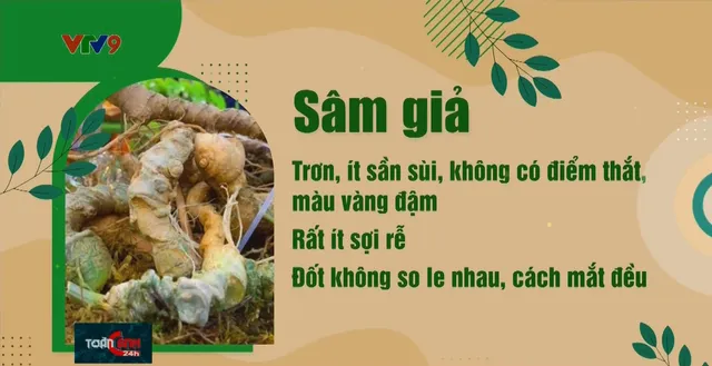 Nhận diện sâm ngọc linh