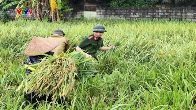 Lũ sông Hồng giảm, công an, quân đội gặt lúa giúp dân "chạy lũ"