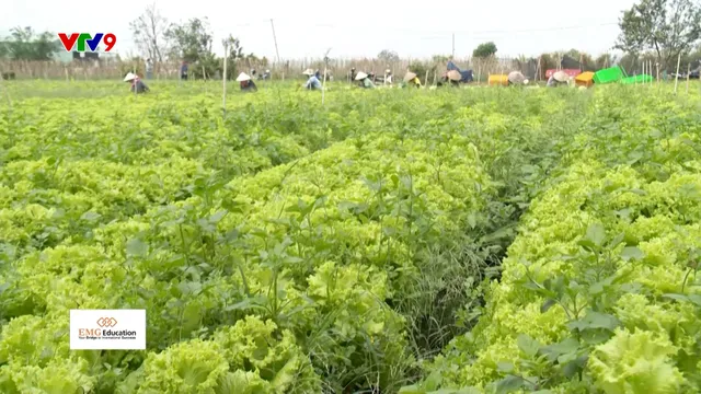 Nhiều nông sản Đà Lạt bị "treo đầu dê bán thịt chó"