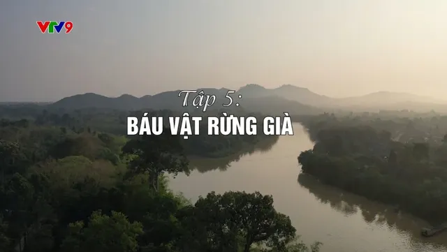 Dưới tán cây rừng (tập 5)