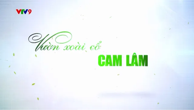 Miền Thùy Dương Cát Trắng_Vườn Xoài Cổ Cam Lâm