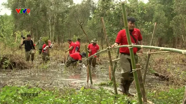 Thêm 15.000 cây tràm được trồng tại rừng ngập phèn U Minh Thượng