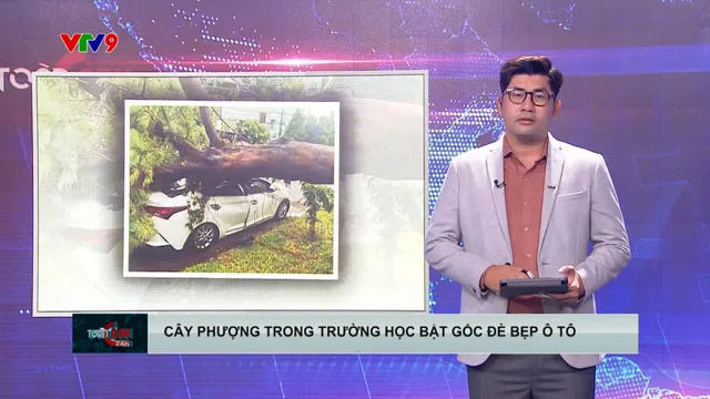 Cây phượng trong trường học ở TP. Hồ Chí MInh bật gốc, đè bẹp xe ô tô