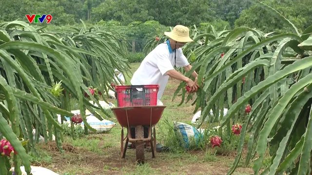 Giá thanh long giảm thấp, nông dân lo lắng khi vào vụ chong đèn