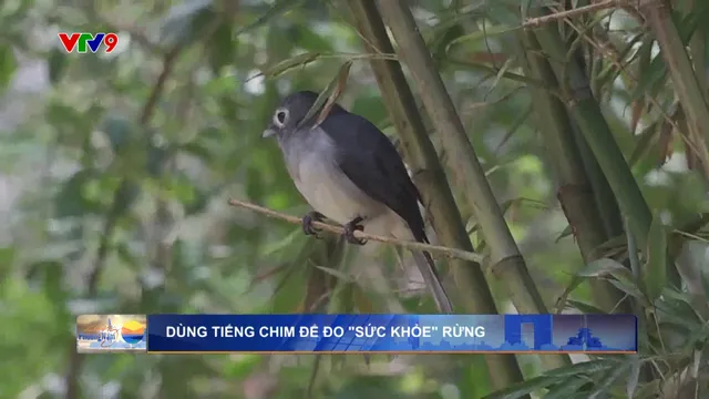 Dùng tiếng chim để đo sức khỏe rừng