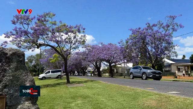 Australia: Lễ hội hoa phượng tím