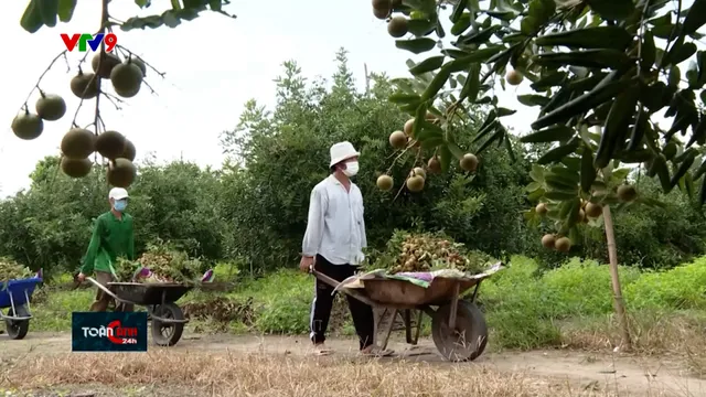 BR-VT: Nâng cao hiệu quả hoạt động HTX nông nghiệp