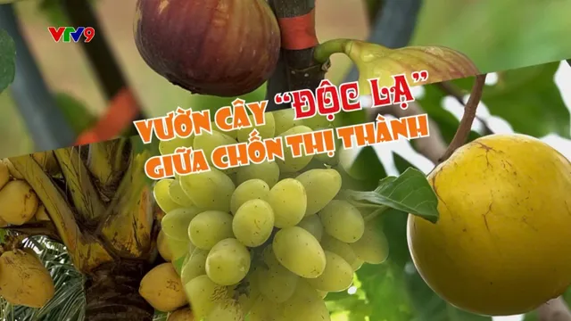 Góc Nhỏ Sài Gòn - Mùa 2 (tập 42)