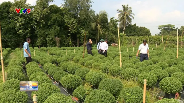 Nhà vườn lo lắng vì cúc chậm ra hoa