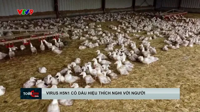 Virus H5N1 có dấu hiệu thích nghi với người