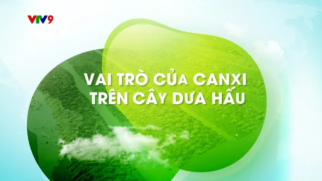 Canh tác thông minh - Số 47: Vai trò của canxi trên cây dưa hấu